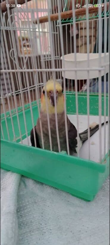 Digər heyvanlar: Məhsul: Nimfa tutuquşu (Cockatiel) Xüsusiyyətlər: - Rəng: boz-gümüşü — 2