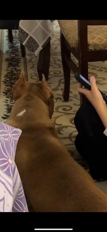 Digər heyvanlar: Pitbul, 10 ay — 4