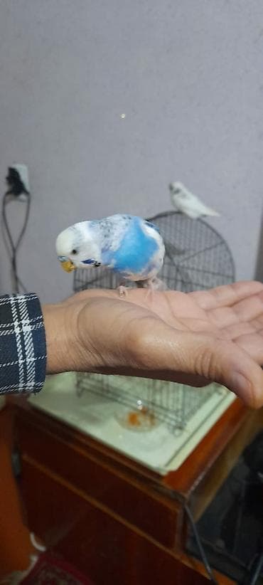 maraqli qus adlari: Ələ öyrəşmiş quşdu fikri citdi olan vatcapa yazsin — 8