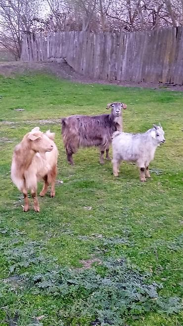 Salam heyvanlar temiz heyvandi boz keçi balalidi sarı süd verir