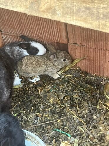 Heyvanlar üçün mallar: Dovşan balaları hər rəngdə var 6 manat Məhsul: Ev dovşanları – — 1