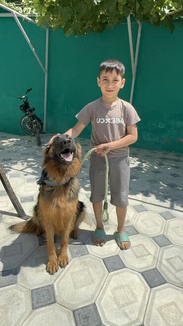 iti qovan: Alman çoban iti, 1 il, Dişi, Peyvəndli — 3