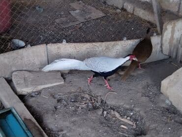 heyvanlara verilen xususi adlar: Məhsul: kral və gümüş fazanlar. Təsvir: - Nadir dekorativ quş növü — 1