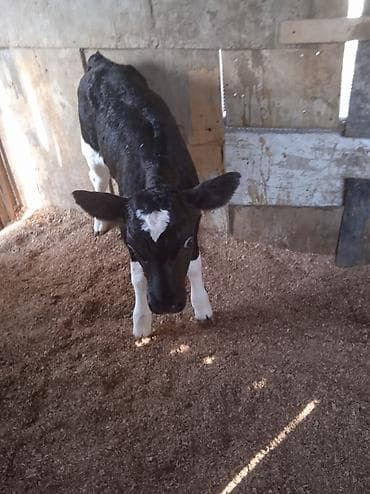 Digər heyvanlar: Qara-ağ rəngli buzov - Cins tipi: ehtimalən Holşteyn (xarakterik — 4