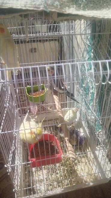 quş üçün qəfəs: Nimfa (Cockatiel) tutuquşuları və qəfəs dəsti - Növ: Nimfa/cockatiel — 1