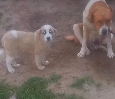 alabaý itleri: Quedbasar diwi kucuy unvan baki — 3