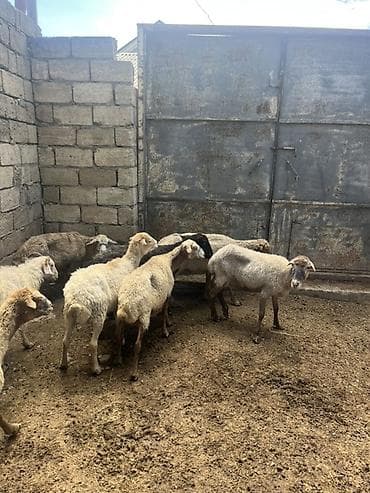 Qoyun sürüsü – yerli cinslər qarışıq - Şəkillərdəki kimi 12 başa — 2
