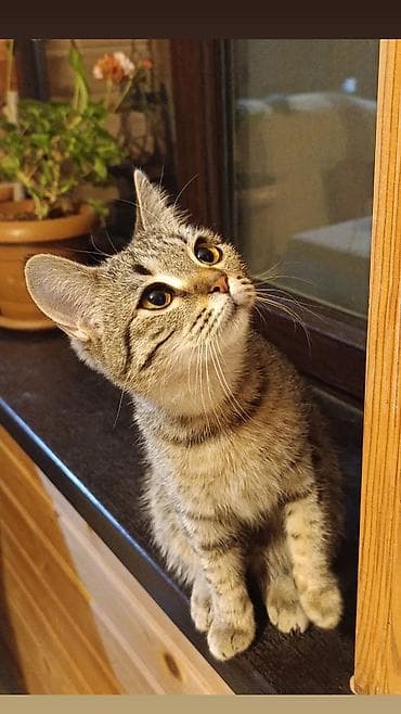 it ucun qurd dermani: Britan, Yaxşı əllərə — 1