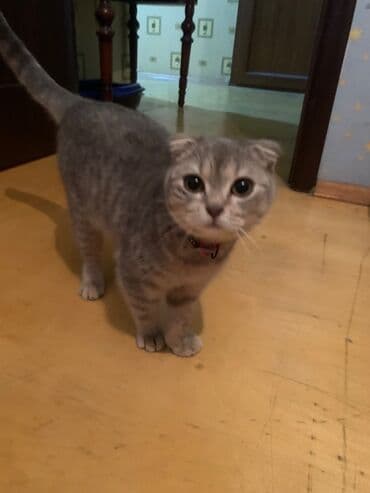 Şotland yastı qulaq