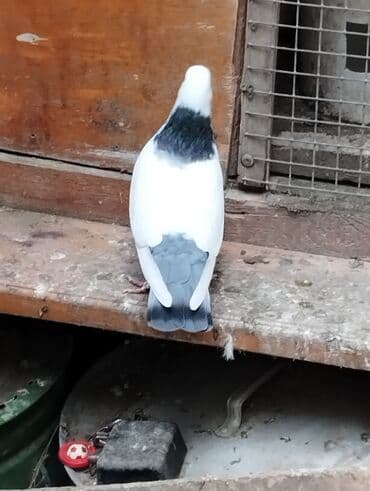 evde tisbaga saxlamaq olarmi: Məhdud sayda dekorativ göyərçinlər – Rəng çeşidi: ağ, ağ-göy naxışlı — 1