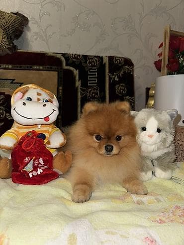 pomeran şpic: Şpitz, 3 il, Erkek, Cütləşmə üçün — 1