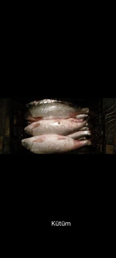 сырдуу бал: Məhsul: Kütüm balığı Təsvir: - Şəkildə iri ölçülü, təmizlənmiş kütüm — 2