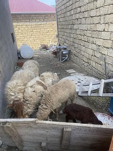 pulsuz heyvanlar verilir: Qoyunlar var icndə boğaz olanıda var ana balada var real alcıya — 3