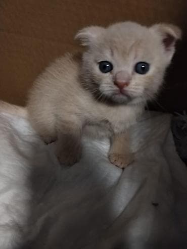 ev heyvani: Britan, Erkək, Dişi, Yaxşı əllərə, Ünvandan götürmə, Pulsuz çatdırılma, Ödənişli çatdırılma — 5