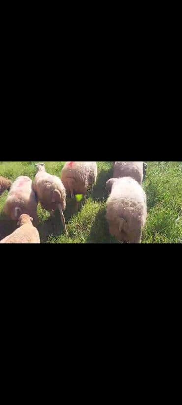 bakida cins ineklerin satisi: Dişi, il: 2, 50 kq, Damazlıq, Ünvandan götürmə — 12