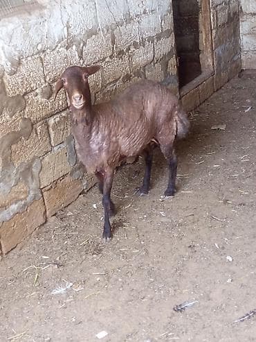 ag at sekilleri: Qoyunlar – 2 baş, qala qoyunları əkiz doğandilar satılır 1ci qarına — 2