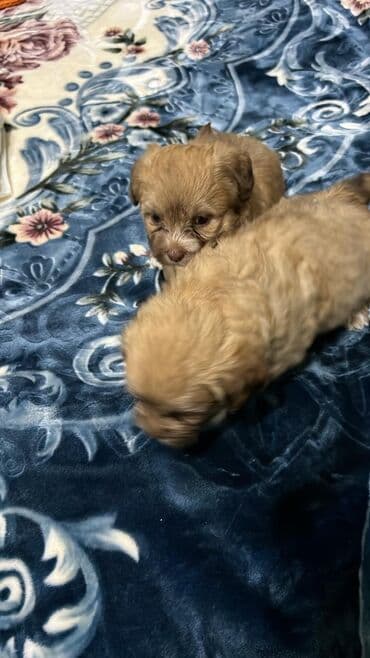 basenc itləri: Peyvəndli — 6