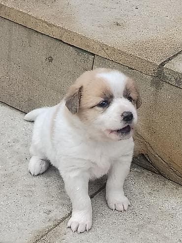 xususi heyvan adlari: Salam Ozune Temmiz Qan Qurdbasar kucuki Axdaran Elaqe Saxlasin 24 — 3