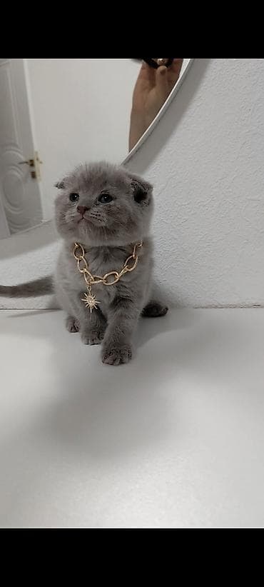 pişik cantasi: Şotland yastı qulaq — 10