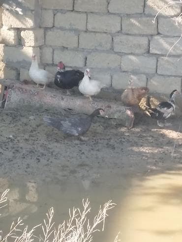 hind quslari: Satılır: ördək və qaz balaları boyuklerde var qaz bala 8 azn lal 4 azn — 3
