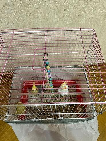 sirin pişik balalari: Nimfa tutuquşuları (cüt) və qəfəs dəsti,1erkek,1dişi — 4