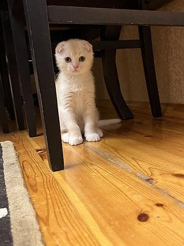 sinsilla pisik: Şotland yastı qulaq, Erkək — 2