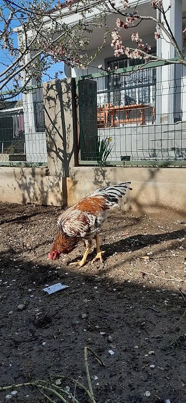 Salam, ozum boyutduyum tam saglam heyvanlardi xoruzlarin biri lalafo.az -da Salam, ozum boyutduyum tam saglam heyvanlardi xoruzlarin biri