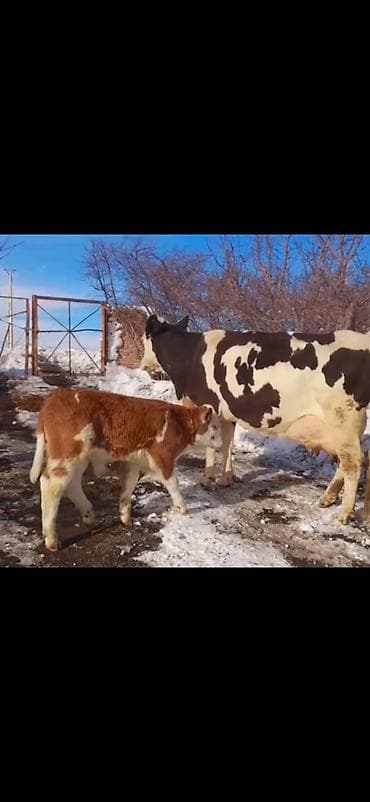 Südlük inək buzovla birlikdə - Cins tipajı: qaradonuz/holşteyn