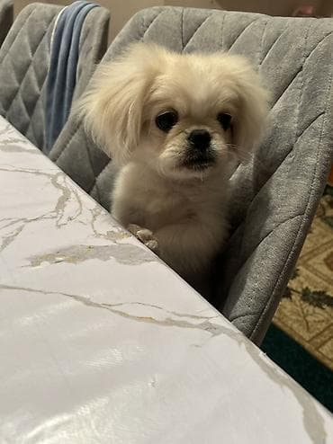 lelekli heyvanlar: Pekines, 3 ay, Erkek, Peyvəndli, Ünvandan götürmə — 3