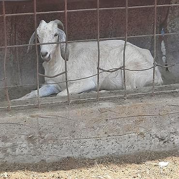 cins keciler: Hələb keçiləri satılır real alıcılar narahat etsin — 2
