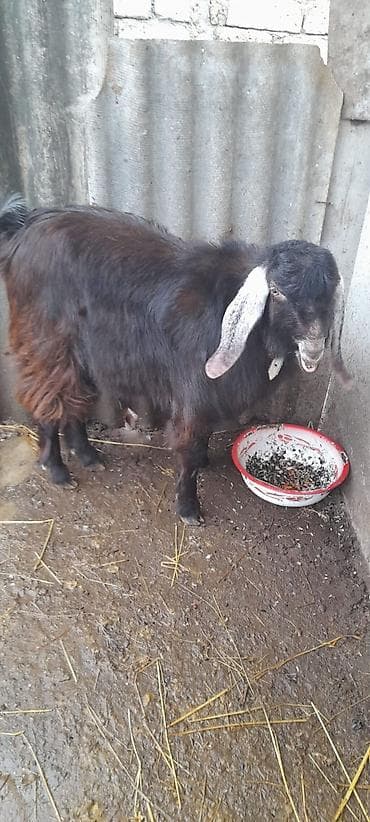 Damazlıq keçi 10 ayliqdi