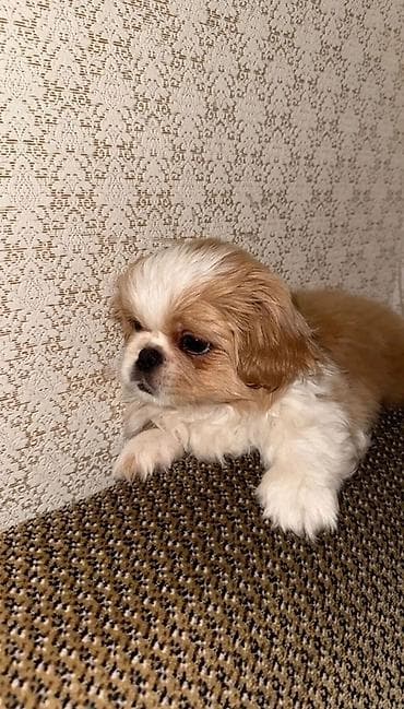 kənd təsərrüfatı heyvanları: Pekines, 2 ay, Dişi, Peyvəndli — 1