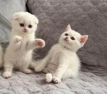 Pişiklər: Məhsul: Pişik üçün sarı geyim (qolçinsiz) - Rəng: Parlaq sarı, qara — 4