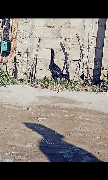 Keçilər, çəpişlər: Nəsə yazmaqa ehtiyac yoxdu göz qabaqndadı hələ banamır 6 ayın içindədi — 3