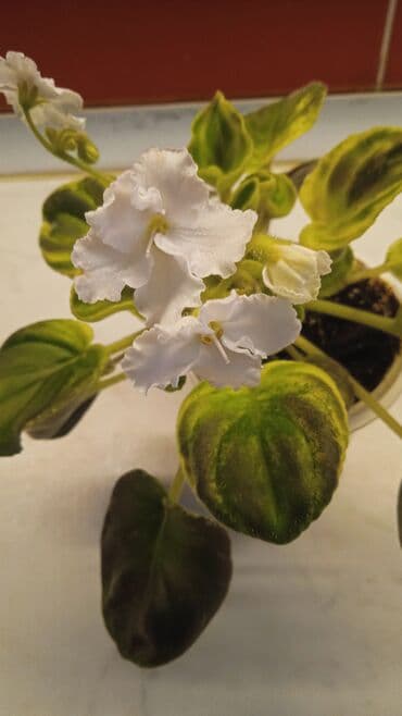 Buket güllər: Цветущие сортовые фиалки.По 8м — 2