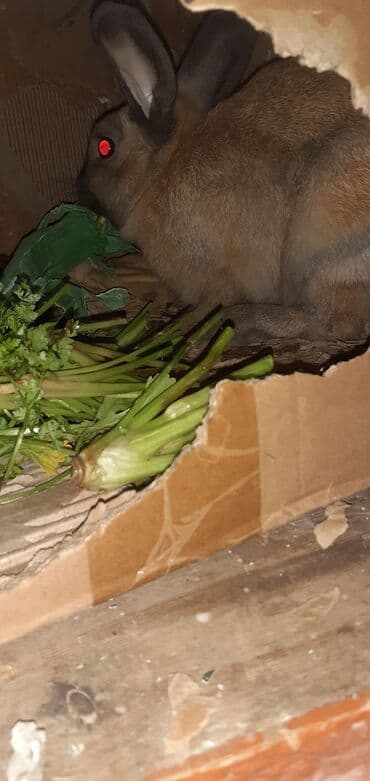 Другие животные: Ev dovşanı - Növ: sort dovsandi boqazdi 10 gune doqacaq — 2