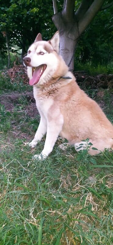 1 aylık doberman: Xaski, 1 il, Erkek, Peyvəndli, Pulsuz çatdırılma, Ödənişli çatdırılma — 1