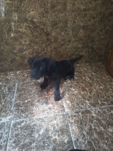 bakıda it satışı: Kane-Korso, 3 ay, Ünvandan götürmə — 4