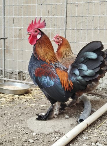 ən şirin pişiklər: Toyuq, Damazlıq, Ünvandan götürmə — 1