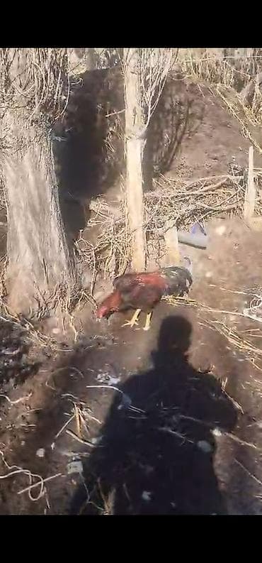 broyler yemi qiymeti: Xoruz, Heyratı, il: 3, Ödənişli çatdırılma — 9