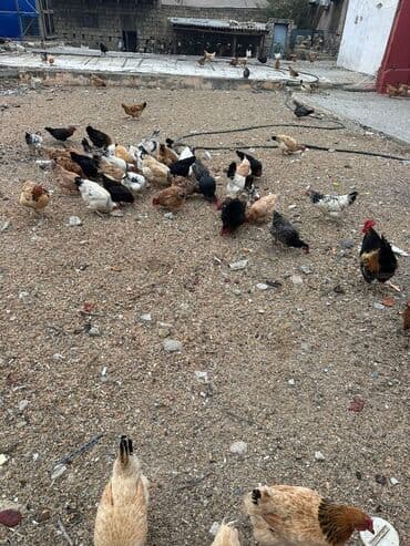 heyrati xoruz satisi: Qiymət Razılaşma yolu ilə unvan Binəqədi Təbii şəraitdə saxlanılan — 2