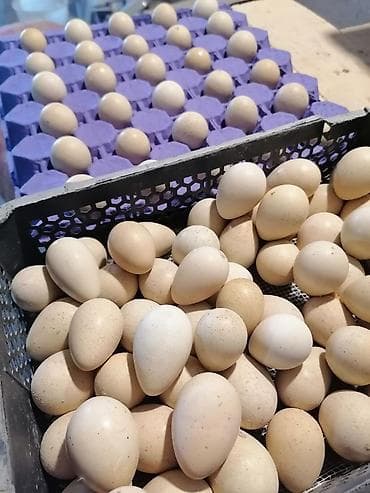 su novu: Kəklik və yumurtası satışı - Növ: Kəklik (xınalı) və kəklik yumurtası — 2