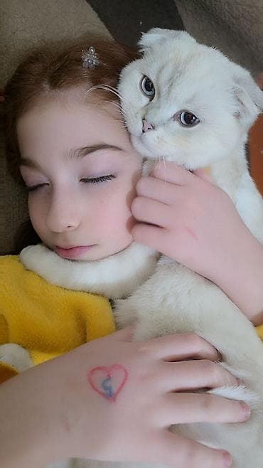 ağ pisik: Şotland yastı qulaq — 1