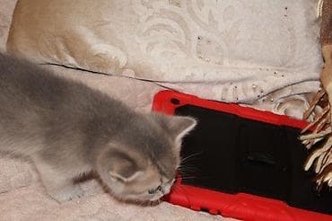 bengal pisik: Şotland yastı qulaq — 3