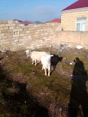 ZİL: Cütü 630 manata keçiler satılır istəyən olsa yazsın video sun atım — 10