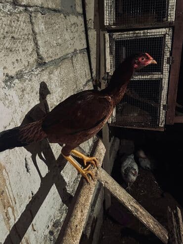 cucə satılır: Toyuq cücələri, Damazlıq — 10