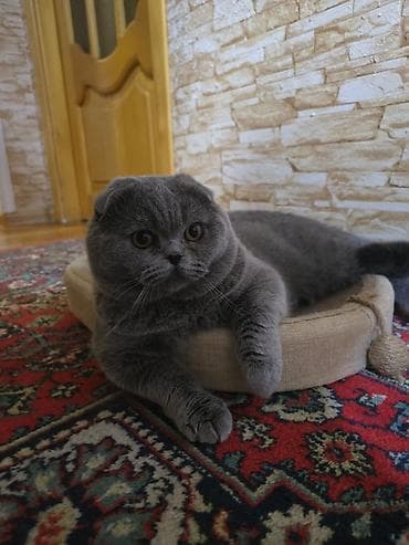 Pişiklər: Şotland — 2