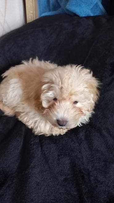 maltese terrier qiymeti: Pudel, 3 ay, Dişi — 2