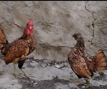 ev quş: Toyuq, Yumurtalıq — 5