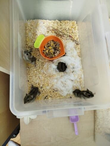 deniz donuzu: Pulsuz verilir xamyak 21 dene — 2